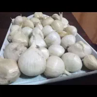 فروش موسیر درجه1