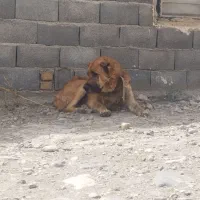 سگ خراسانی