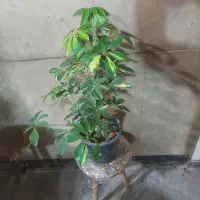 فروش پک 5 تایی گیاهان اپارتمانی شاداب و زیبا