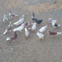 خوب
