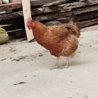 مرع