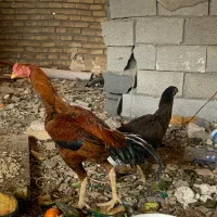 مرغو خروس لاری و برهما