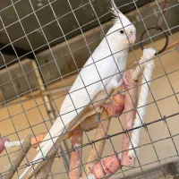 عروس هلندی و مرغ عشق