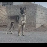 پادشاه سگ سرابی ایران-تایسون