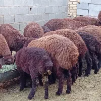 فروشنده دام هستم