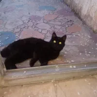 گربه خانگی