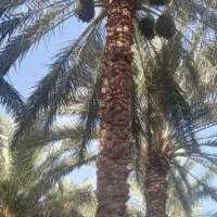 درخت گرازی و خوشه بندی انجام میشود..تضمینی