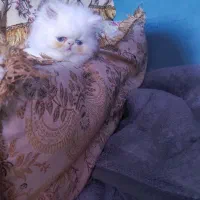 گربه|گربه|سنندج, |دیوار
