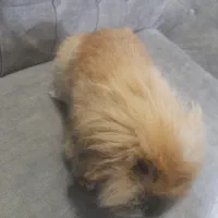 خرگوش لپی منیاتوری