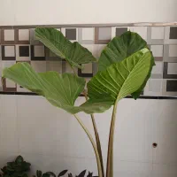 گیاه بابا آدم