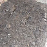 کودکوسفندی