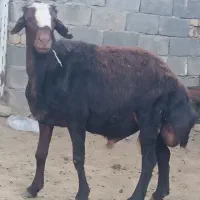 قوچ افشاری کله سفید