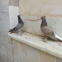 کفتر نر و ماده و مغلف دم سفید مهر