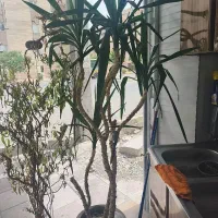 گیاه زینتی برای مغازه