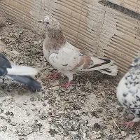 کبوتر سرور نر گرفتنی