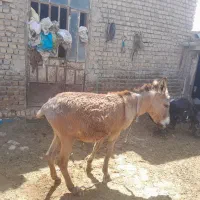 خر فروشی