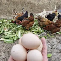 تخم مرغ نطفه دار طبیعی  مرغ خروس کاکولی گردن لخت