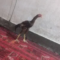 سایرض جوجه خروس