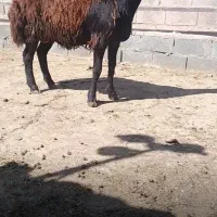 بره قوچ قزل افشار اصل