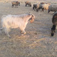 کهره نر