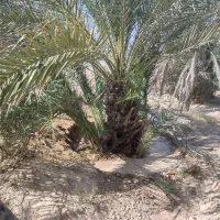 دیمیت(پاجوش)نخل گنتار