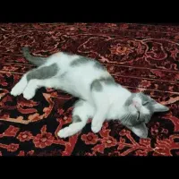واگذاری گربه ۳ ماهه