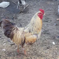 خروس چاق چله