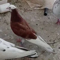کفتر جوجه