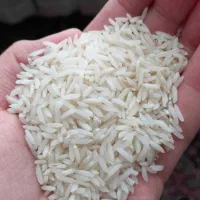 فروش برنج هاشمی و راتون
