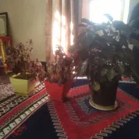3عددگل بفروش میرسد