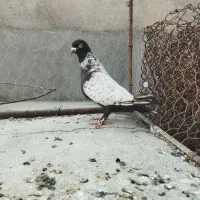 طاووسی