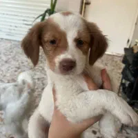 واگذاریه رایگانه سگ قبول میکنم