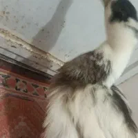 اردک|پرنده|زاهدان, |دیوار