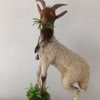 مجسمه بر ایتالیایی