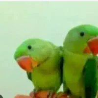 قبول و ا گ ذا ر ی پرندگان(متن خوانده شود)