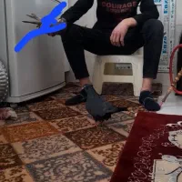 کفتر زاغ جوجه داره گمشده