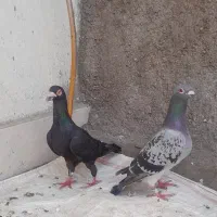 جفت کبوتر ذات دار