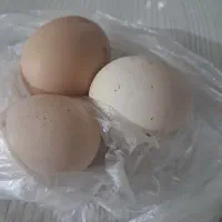 تخم مرغ محلی
