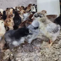 جوجه‌گلپایگان ۸ روزه عمده و خرده