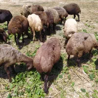 میش|عمده‌فروشی|لیلان, |دیوار