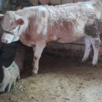 فروش یک راس گوساله ماده جنس درجه یک
