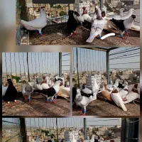 کفتر.کبوتر