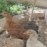 جوجه چهار ماهه