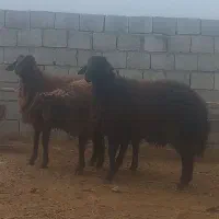 بره و بزغاله