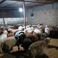 شش ماه کامل قلم آبی نذرونذورات گوسفندزنده تعاونی