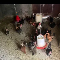 مرغ بومیِ «تخم‌گذار»