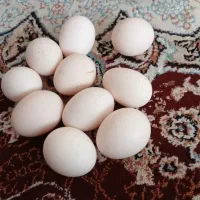 تخم مرغ نطفه دار تازه محلی