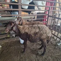 تعدادی میش با بره و آبستن سنگین
