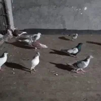 کفتر|پرنده|مشهد, فدک|دیوار