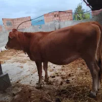گاو دوش .نبض شیردوش